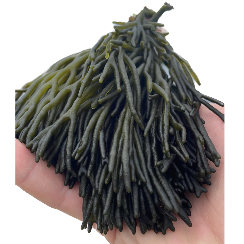 Alga Codium Fresca - 400g - Imagen 2