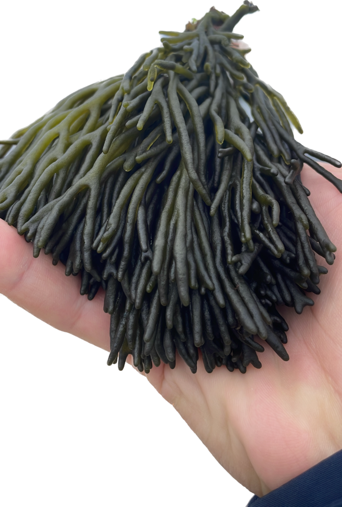 Codium fresco barqueta de 400 g | Capitán Alga