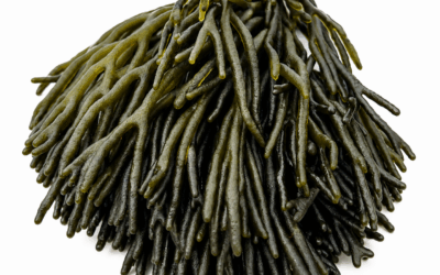 Codium Frais – 400g