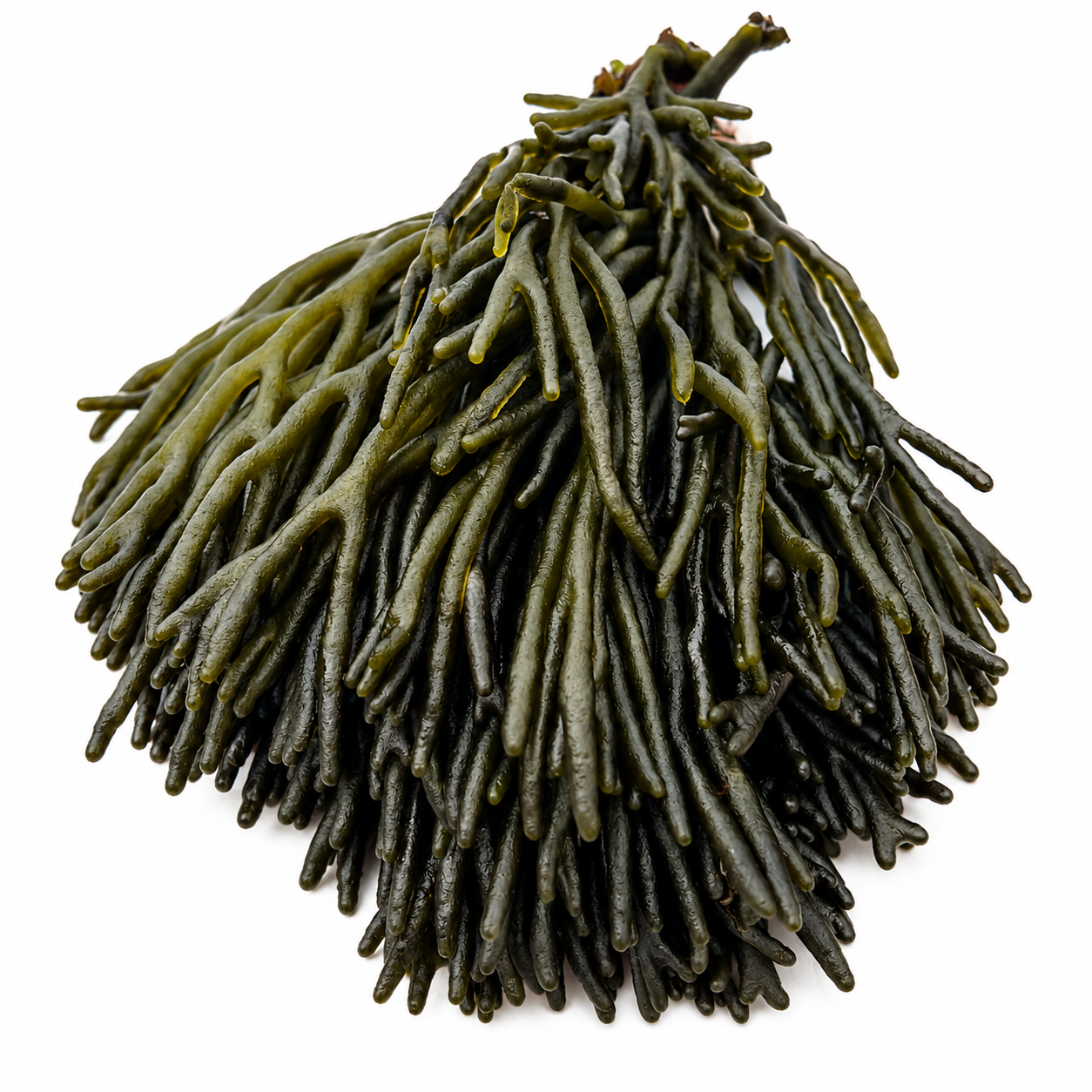 Codium Frais - 400g