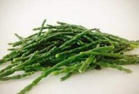 Salicornia Fresca 500g – Verdura Marina Gourmet